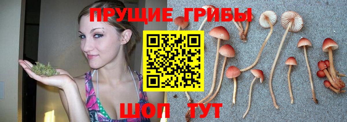 Галлюциногенные грибы GOLDEN TEACHER  где найти наркотики  Псилоцибиновые грибы мухоморы  Волгоград  Вход с VPN 